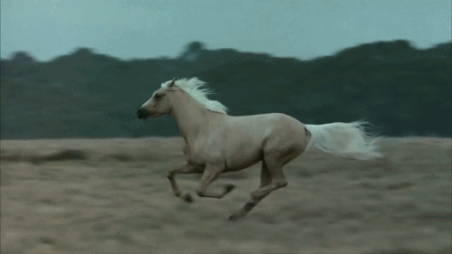 Gracefully Galloping Horse #11