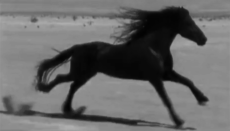 Gracefully Galloping Horse #3
