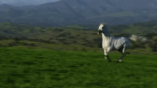 Gracefully Galloping Horse #5