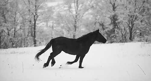 Gracefully Galloping Horse #6