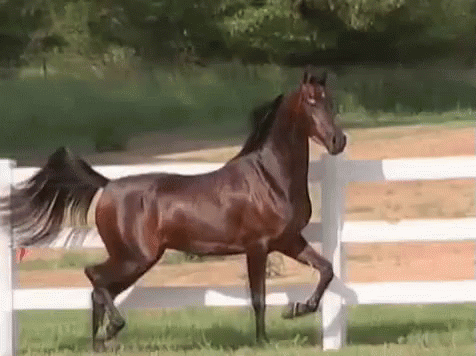 Gracefully Galloping Horse #7