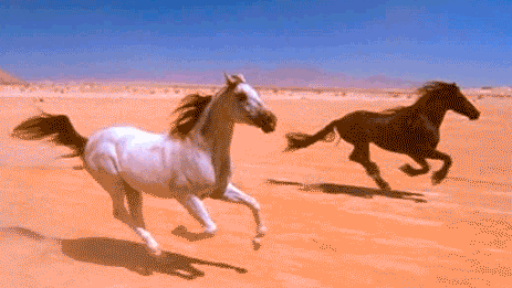 Gracefully Galloping Horse #8