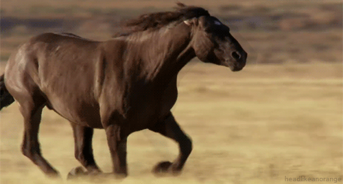 Gracefully Galloping Horse #9