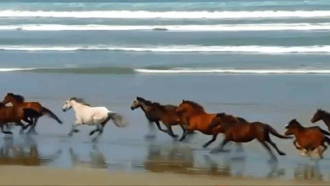 Gracefully Galloping Horse #12